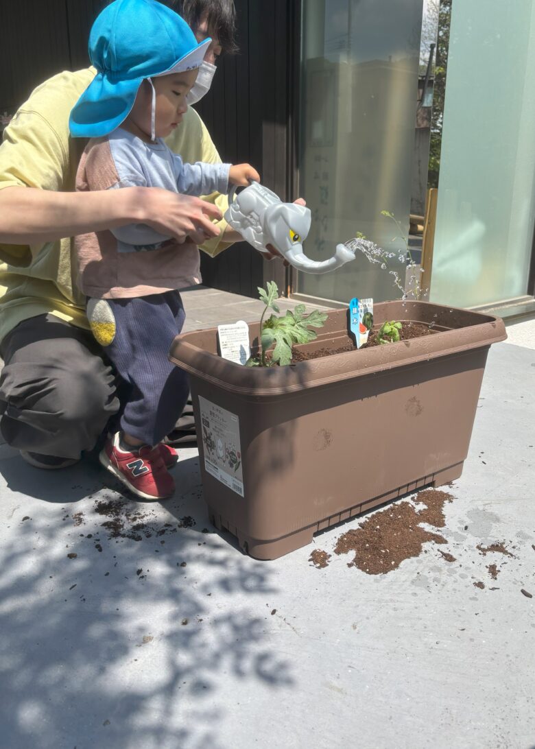 宮の森保育園　スイカとマリーゴールド