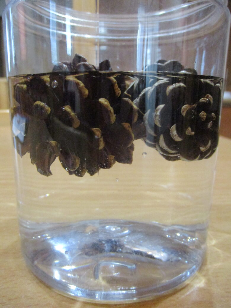 新川園　2歳児　まつぼっくり実験