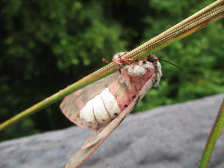 藤野園　色んな虫見つけたよ♪