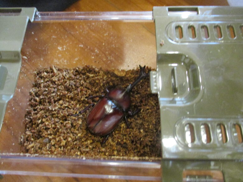 新川園　かぶとむし飼育