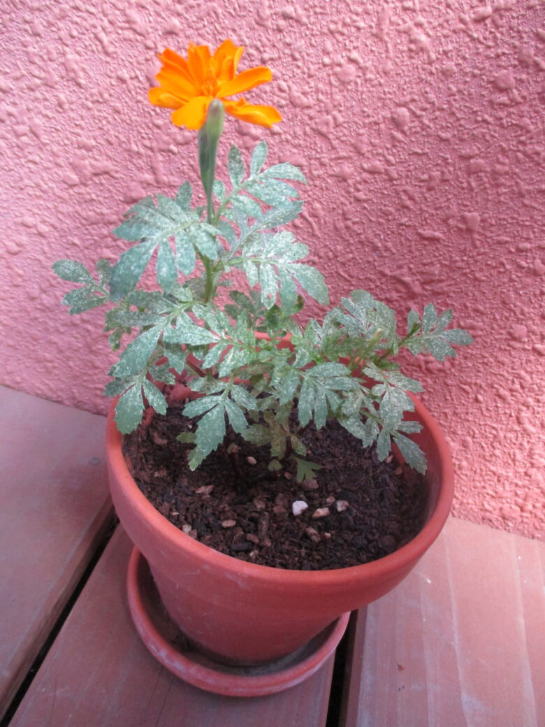 白石園　くるみ組　マリーゴールド🌼
