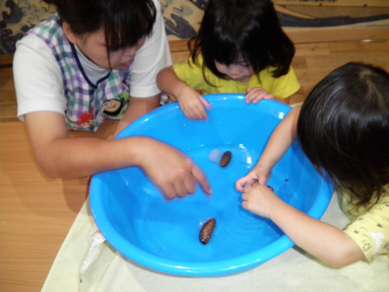 南の沢保育園 カチカチ松ぼっくり