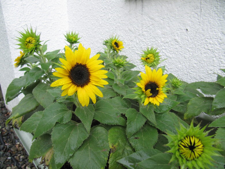 屯田園 🌻 とうとう・・・ 🌻