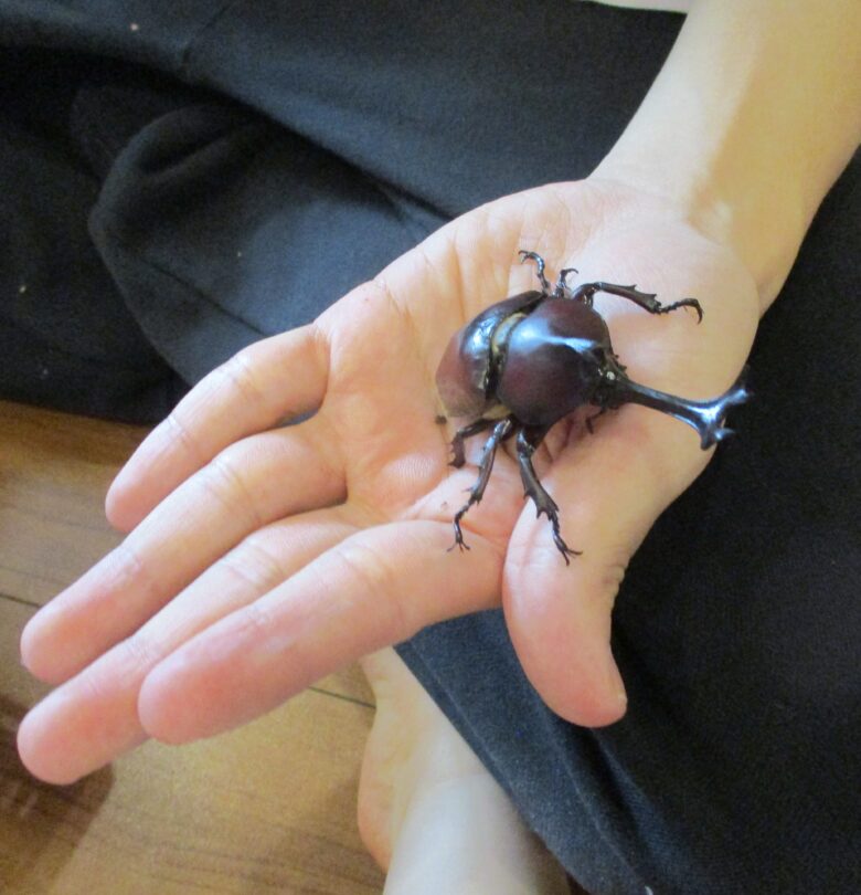 新川園　昆虫飼育