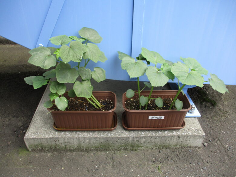 新川園　木育活動　おくら栽培