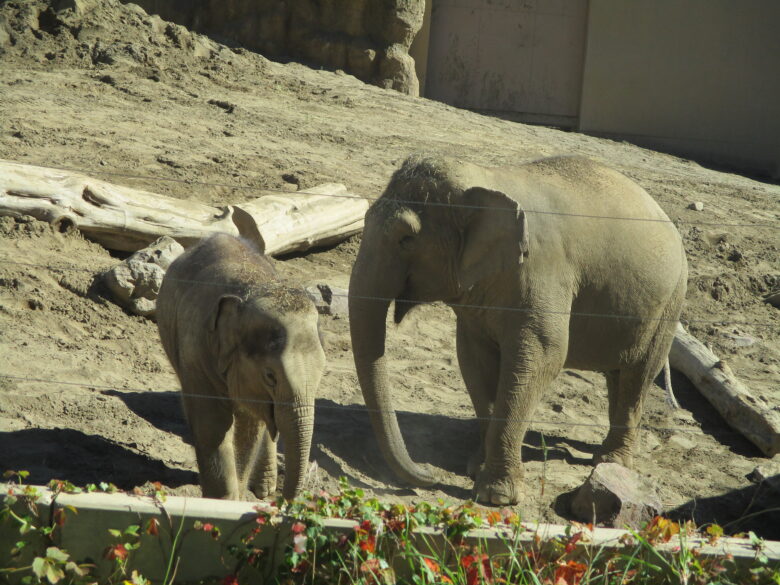 白石園　くるみ組　円山動物園遠足🚌🐘