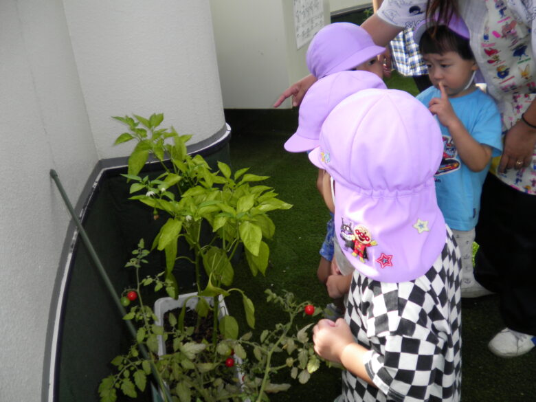 南の沢保育園　ミニトマトの収穫🍅