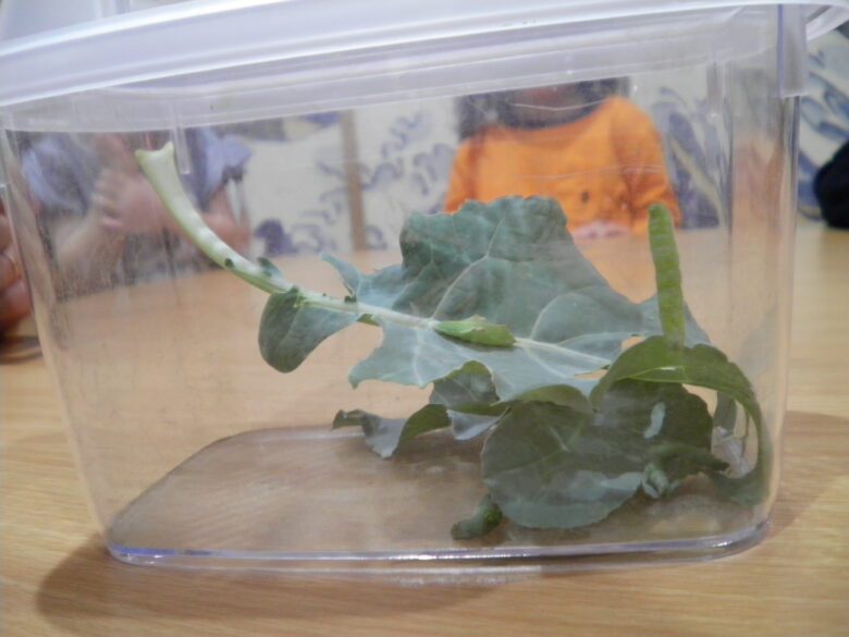 南の沢保育園　発見！！あおむしくん！