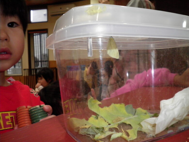 南の沢保育園　さなぎが・・・！！