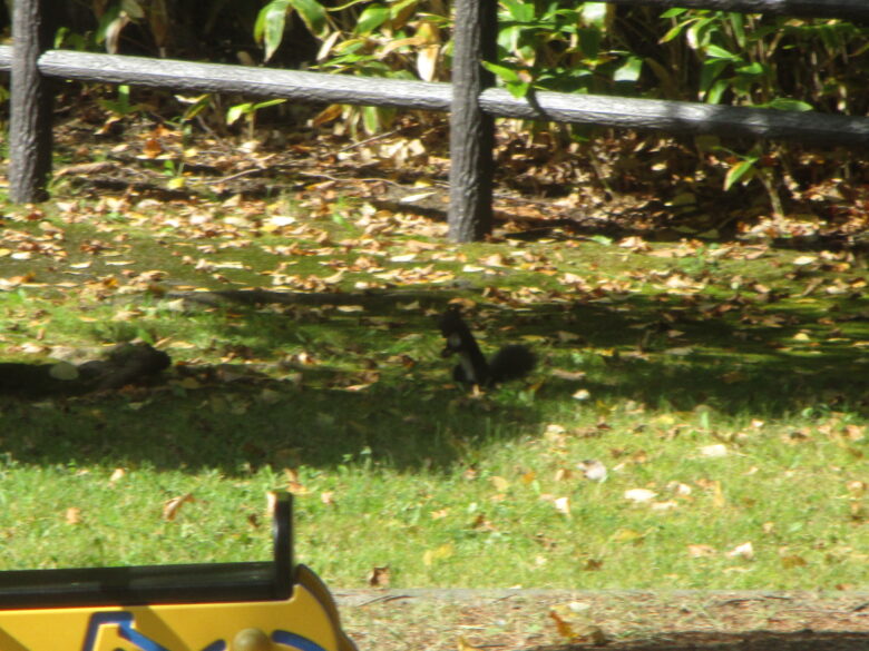 藤野園　くり組　藤野東公園に行ったよ‼