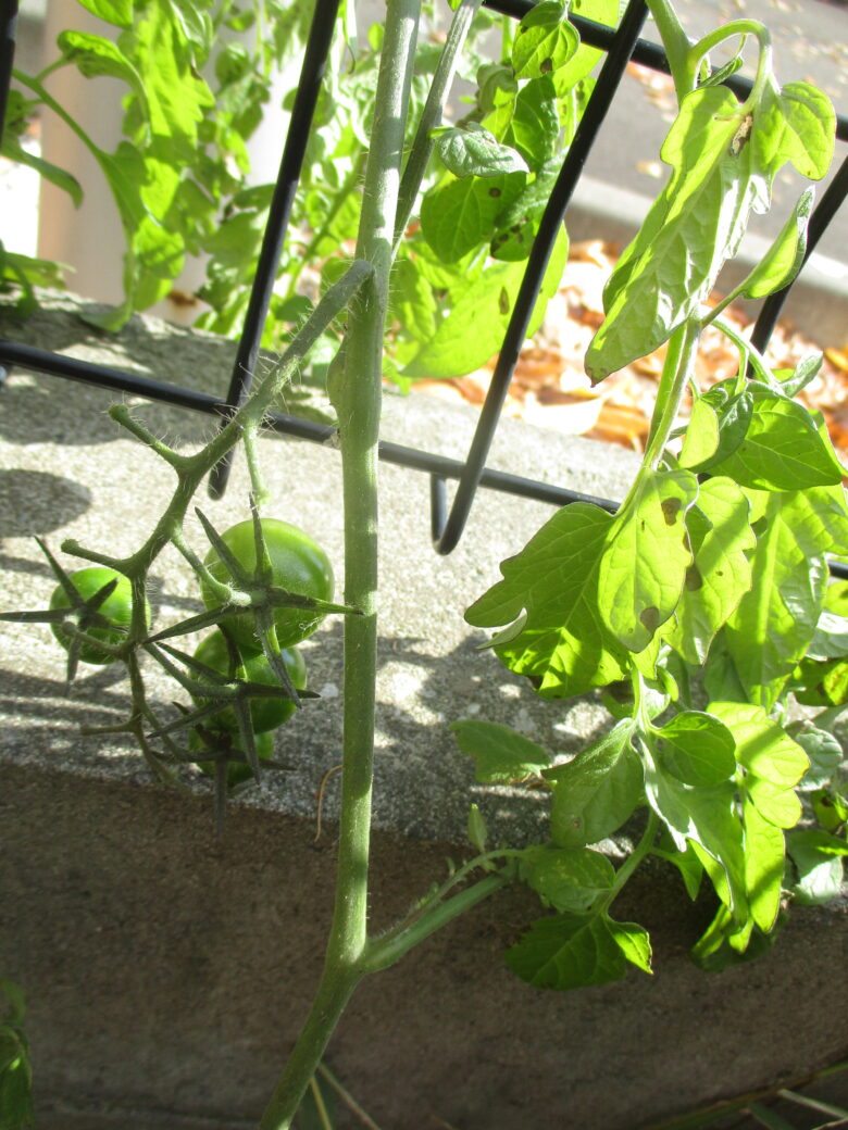 藤野園 くり組 無垢の畑に遊びに行きました。