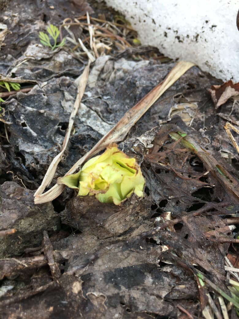 藤野園　遊歩道に散歩　全クラス