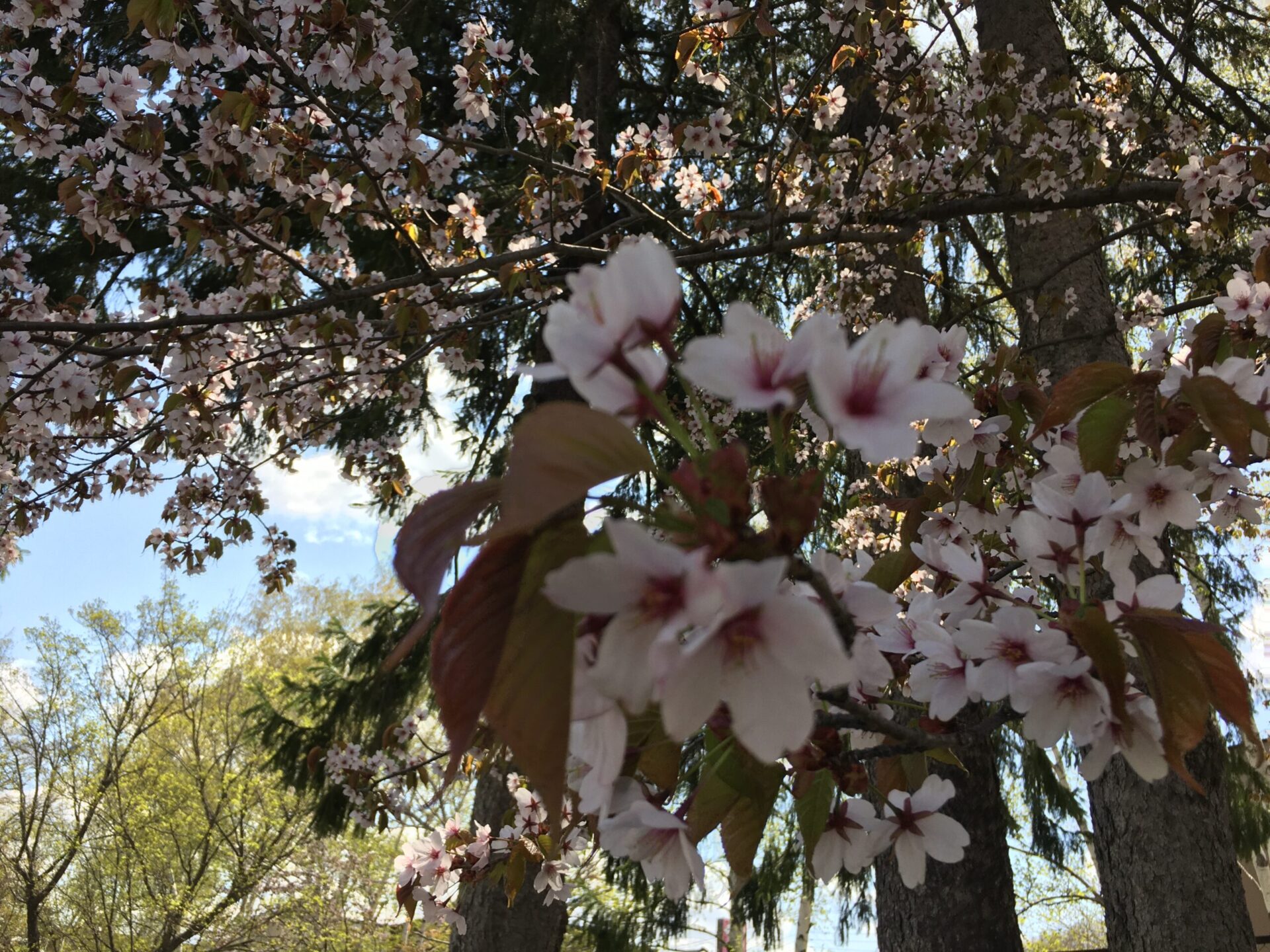 藤野園　🌸お花見ごっこ🌸