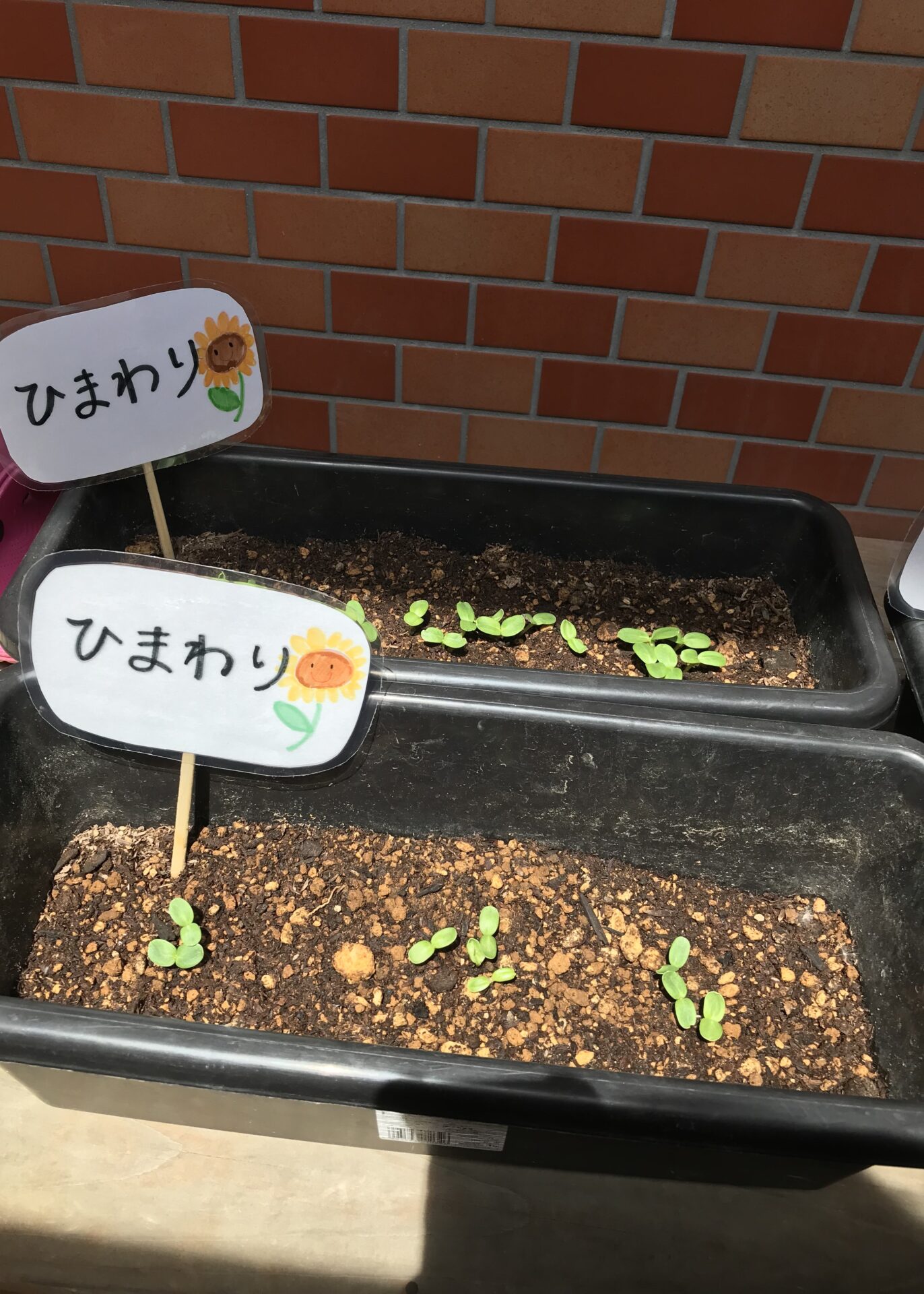 白石園　芽が出たよ🌱