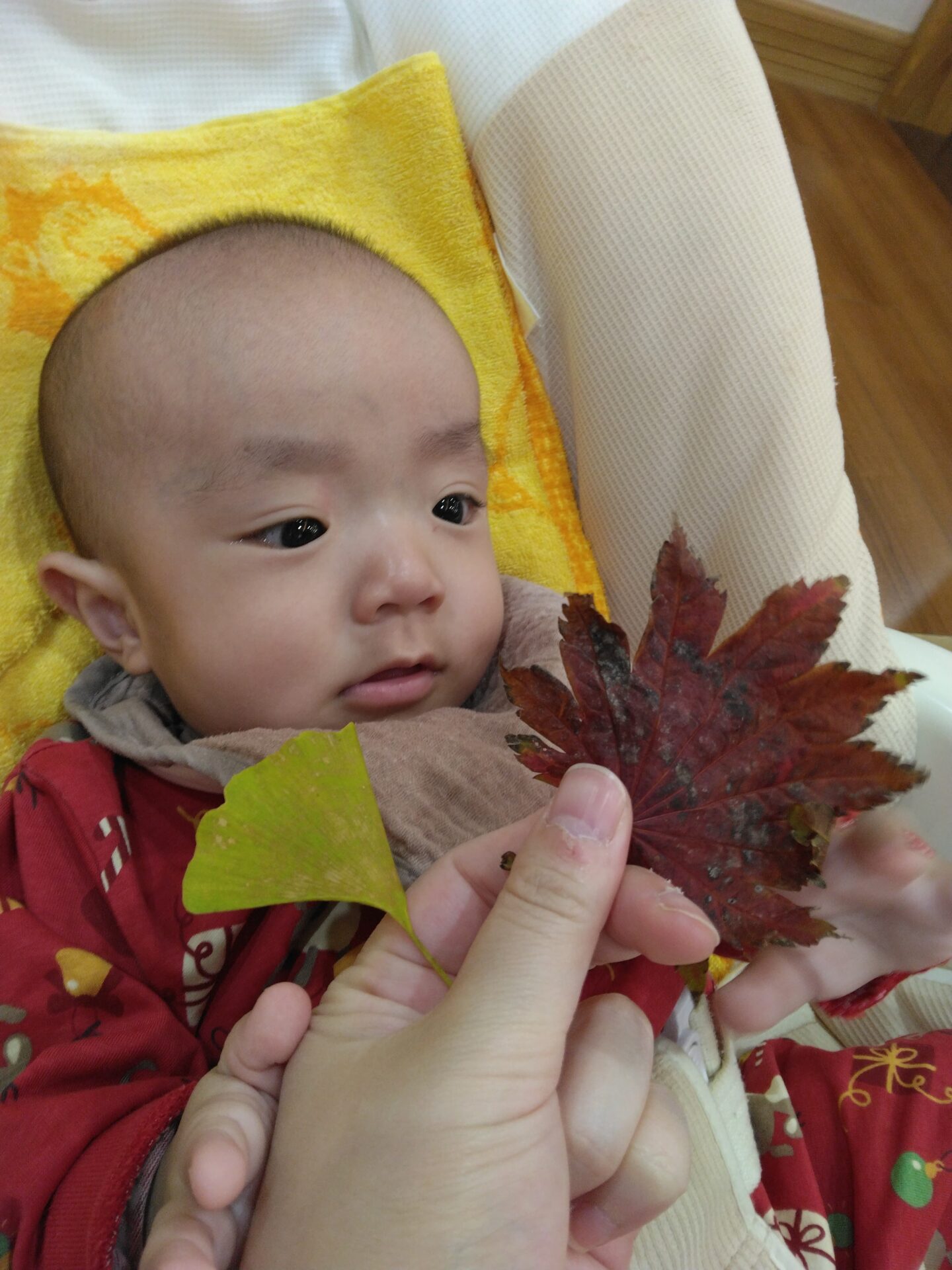 新川園　どんぐり組秋を見つけたよ🍁